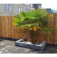 Extrem stabiler Bambus Holz Sichtschutz Zaun XL von DE-COmmerce® I hochwertiger Windschutz mit extra starken Bambusrohren