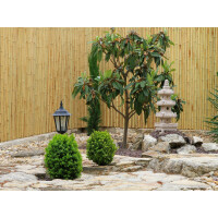 Bambus-Sichtschutz als Rollzaun DELUXE, der als natürliche, dekorative Begrenzung in einem gepflegten Garten mit asiatischem Stil dient. Der Zaun bietet Privatsphäre und eine ästhetische Kulisse für Pflanzen und Gartendekorationen.