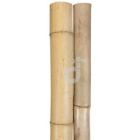 Zwei naturbelassene Bambuspfosten, jeweils etwa 100 cm lang und mit einem Durchmesser von 6-8 cm, mit sichtbaren natürlichen Nodien und glatter Oberfläche.