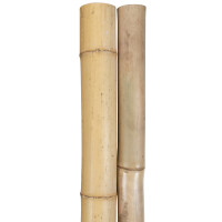 Zwei naturbelassene Bambuspfosten, jeweils etwa 190 cm hoch und mit einem Durchmesser von 8-10 cm, stehen nebeneinander. Die Pfosten weisen die typischen, leicht erkennbaren Knoten auf und haben eine glatte, helle Oberfläche.