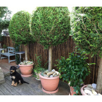 Bambus Sichtschutzzaun in dunkler Farbe mit natürlicher Struktur, auf einer Terrasse mit Pflanzen in Töpfen und einem sitzenden Hund. Der Zaun bietet eine natürliche Abgrenzung und sorgt für Privatsphäre im Außenbereich.