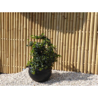 Sichtschutz aus Bambus mit natürlichem Design, bestehend aus vertikal angeordneten Bambusstäben. Ideal als Zaunelement für den Garten oder die Terrasse, bietet es eine Höhe von 120 cm und eine Breite von 180 cm. Schafft eine natürliche und stilvolle Abgrenzung im Außenbereich.