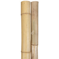 Zwei naturbelassene Bambuspfosten mit einer Länge von 235 cm und einem Durchmesser von 8-10 cm. Die Pfosten haben eine glatte Oberfläche und sind in einem hellen, naturfarbenen Ton gehalten. Ideal für den Gartenbau oder Dekorationszwecke.